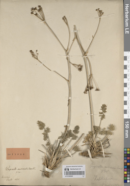 LE 01262046