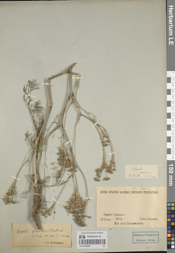 LE 01262059