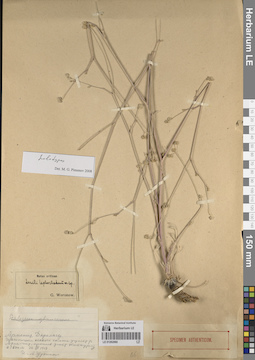 LE 01262060
