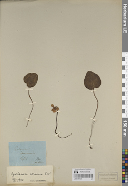 LE 01262120