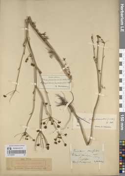 LE 01262061