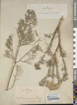 LE 01262062