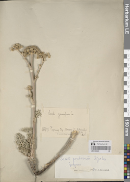 LE 01262065