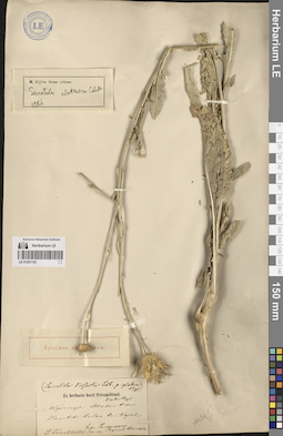 LE 01261153