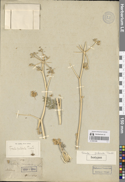 LE 00051886