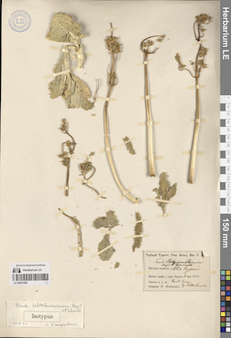 LE 00051890