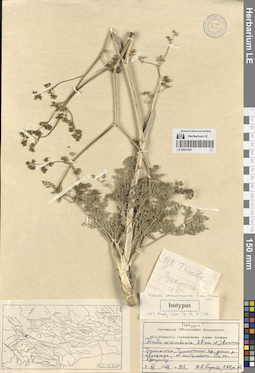 LE 00051905