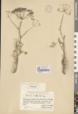 LE 00051906