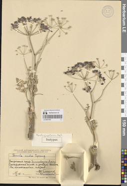 LE 00051908