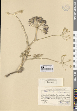 LE 00051909