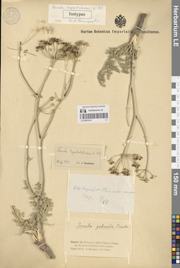 LE 00051914