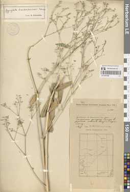 LE 01261240