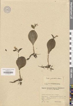 LE 01032415