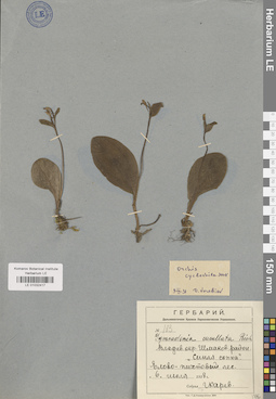 LE 01032417