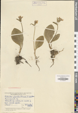 LE 01032427