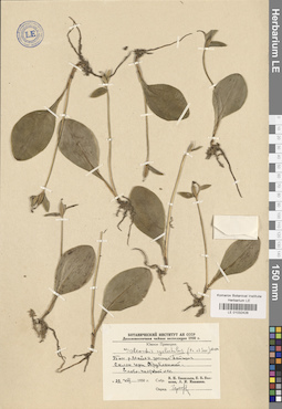 LE 01032428