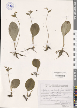 LE 01032429