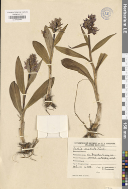 LE 01032460