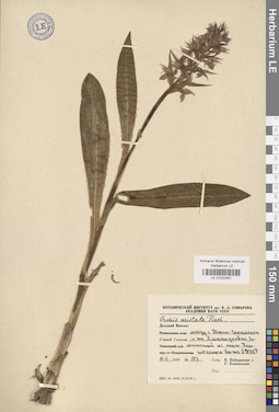 LE 01032461