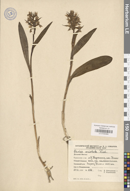 LE 01032483