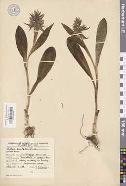 LE 01032485