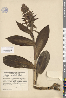 LE 01032486