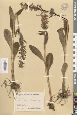 LE 01032496