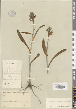 LE 01032505