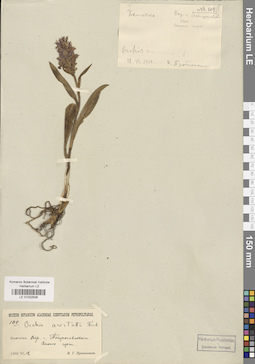 LE 01032506