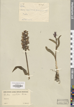 LE 01032507