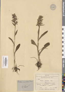 LE 01032526