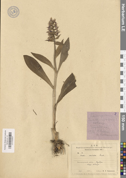 LE 01032527