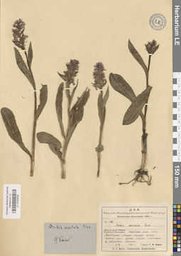 LE 01032528