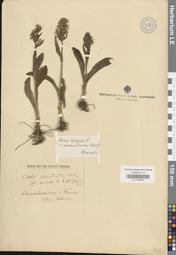LE 01032532