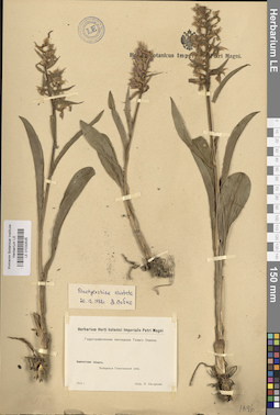 LE 01032535
