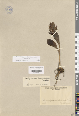 LE 01032725