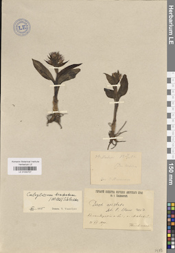 LE 01032727
