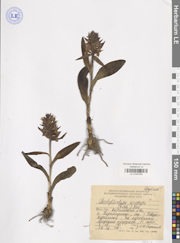LE 01040793