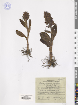 LE 01040794