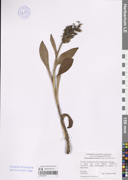 LE 01187417