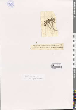 LE 01259415