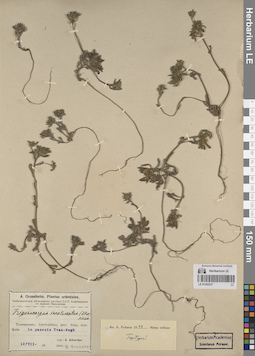 LE 01262237