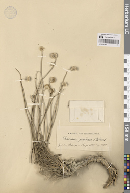 LE 01261451