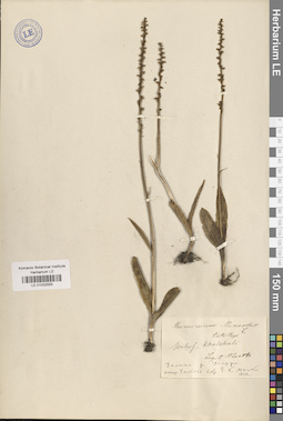 LE 01032555