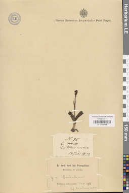 LE 01032558