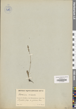 LE 01032591