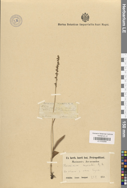 LE 01032594