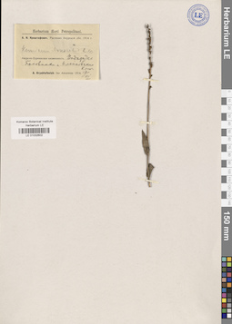 LE 01032602