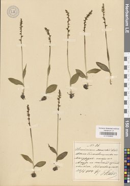 LE 01032603