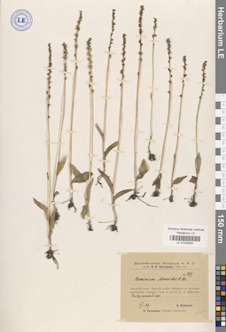LE 01032604